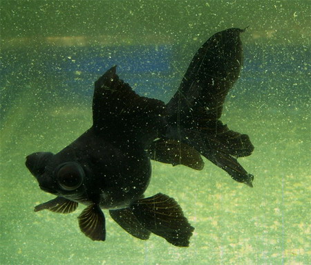black telescope fish