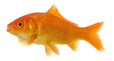 Goldfish