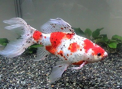 ปลาทองชูบุงกิง